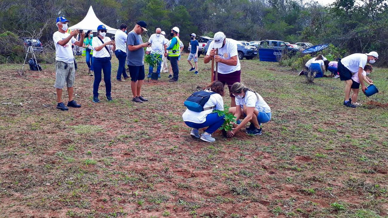 Plantio de mudas de árvores
