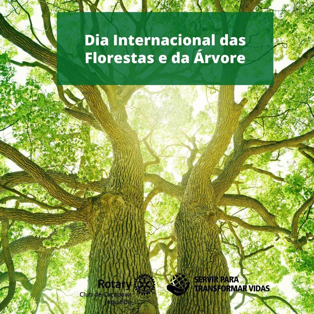 Dia Internacional das Florestas e da Árvore