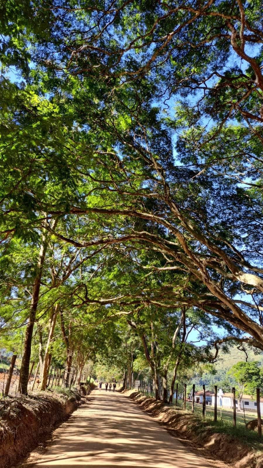 Rotary Club de Lins em Preservação ao Meio Ambiente.