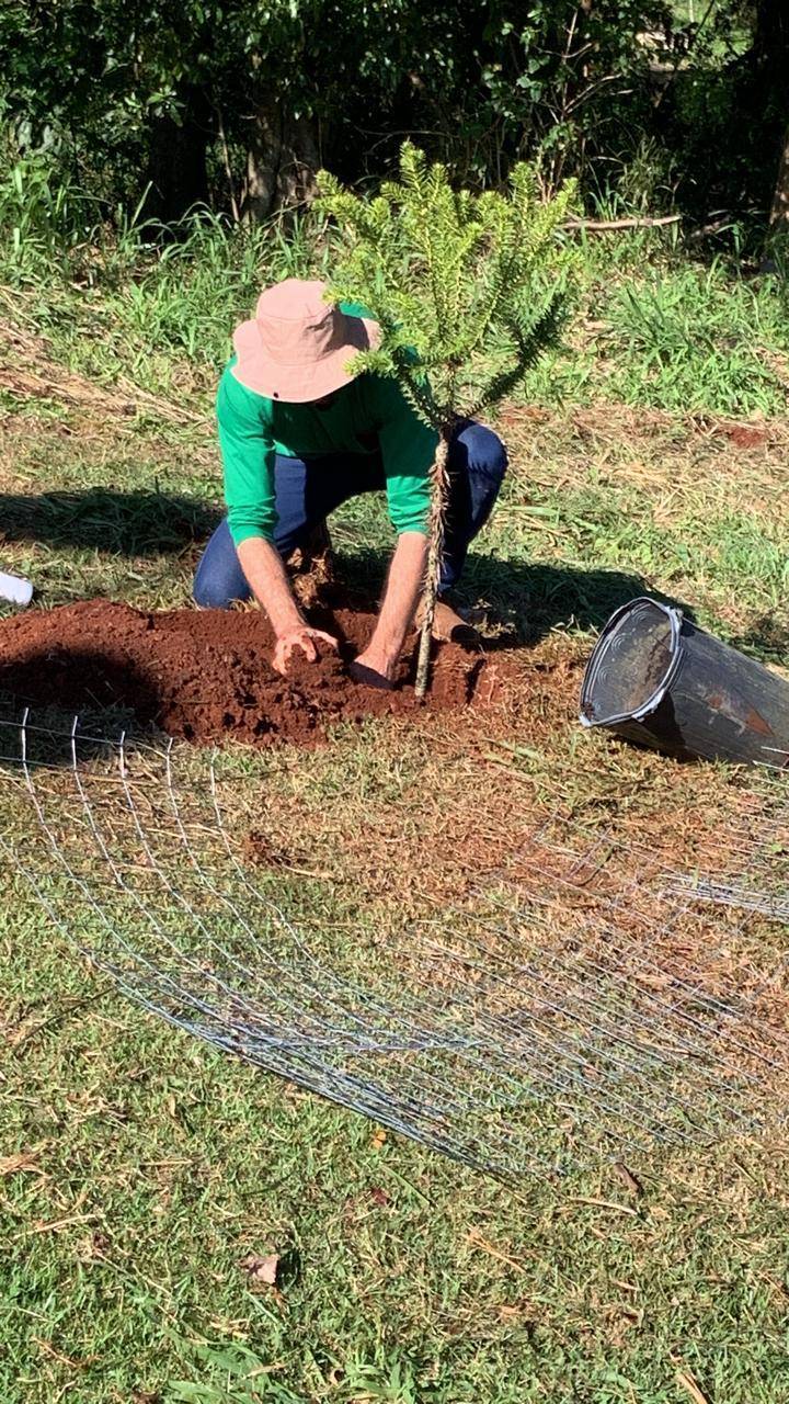Governadores do Distrito 4640 aderem ao plantio de araucárias enxertadas no Pomar das Araucárias em Cascavel. Até o momento 16 Governadores adquiriram mudas que serão plantadas no pomar e terão seus nomes eternizados como defensores do meio ambiente e da Araucária angustifolia.