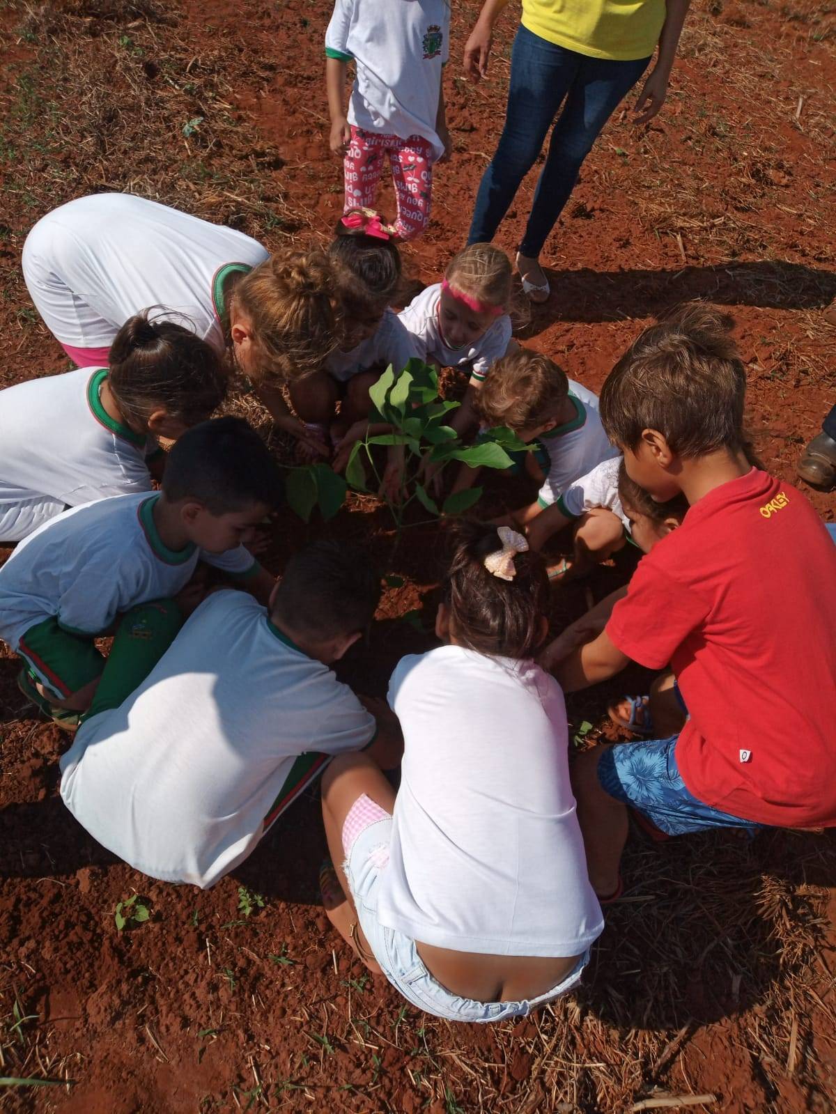 42 Mudas plantadas pelo Rotary Club de Ouroeste