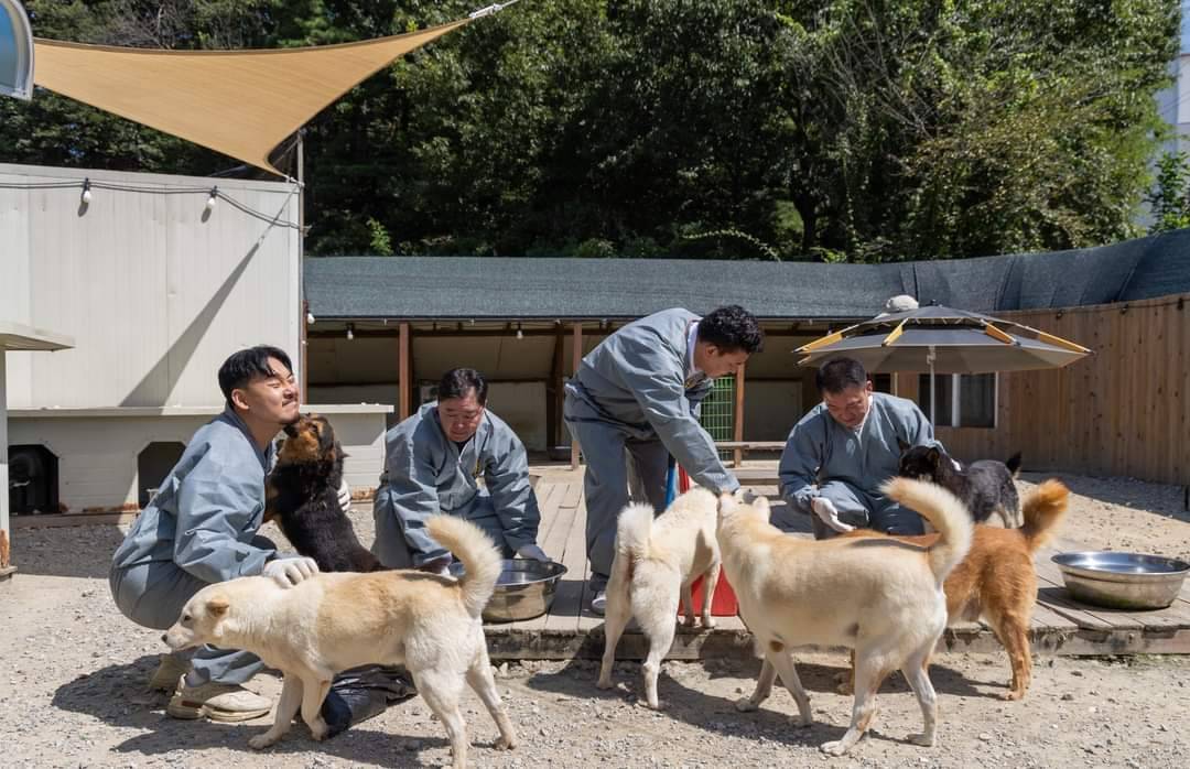 Doguinhos fofos passando na sua timeline