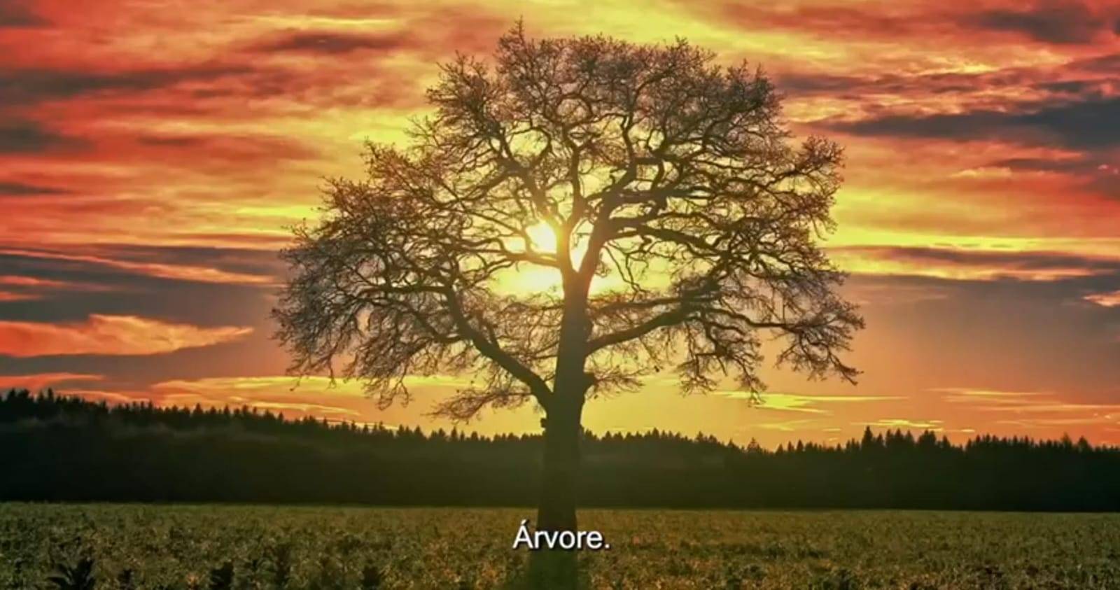 Rotary 4480 - Doe uma Arvore para o resfriamento global