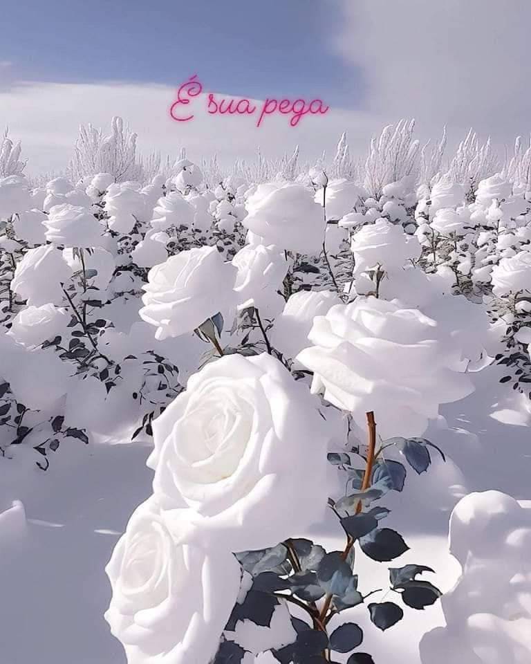 Mensagem do Gov. Israel D4480