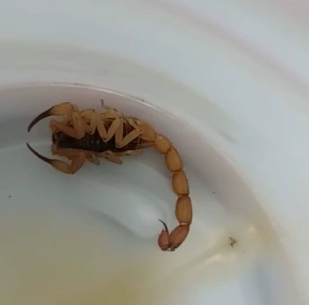 Atenção ao Escorpião!