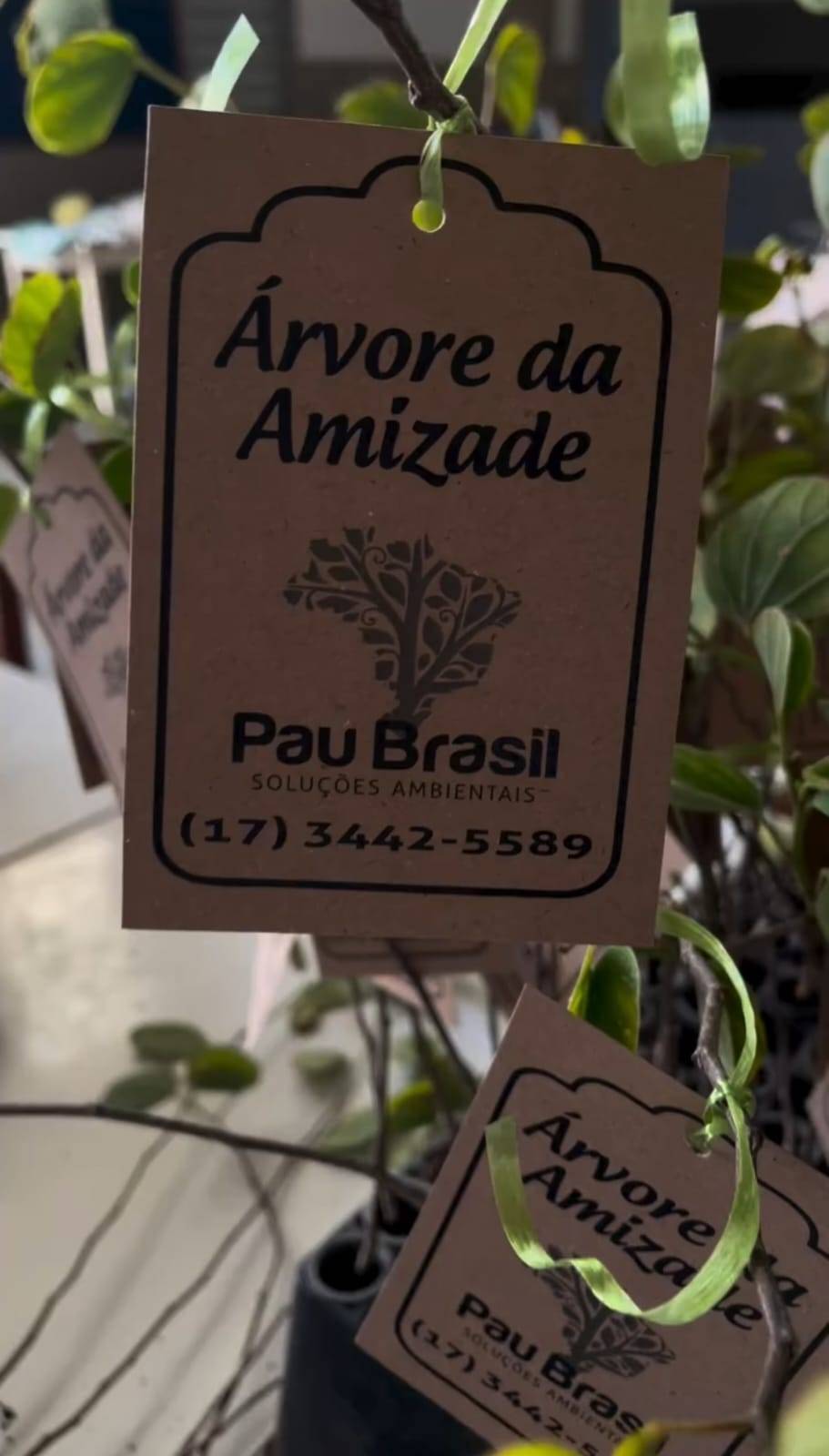 Casal Harris Sugeria o Plantio de uma Árvore Para Cada Rotariano Que Visitassem Sua Casa