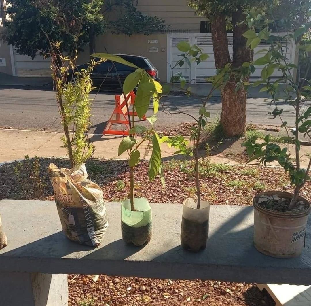 Rotary Club de Lins Comemora o Dia da Árvore