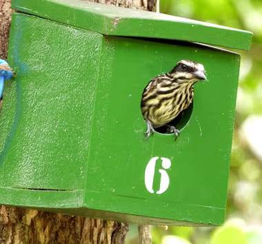Jornal de São Paulo Publica Sobre os Macacos que o Rotary Club Levou de Volta para Os Parques de São Paulo