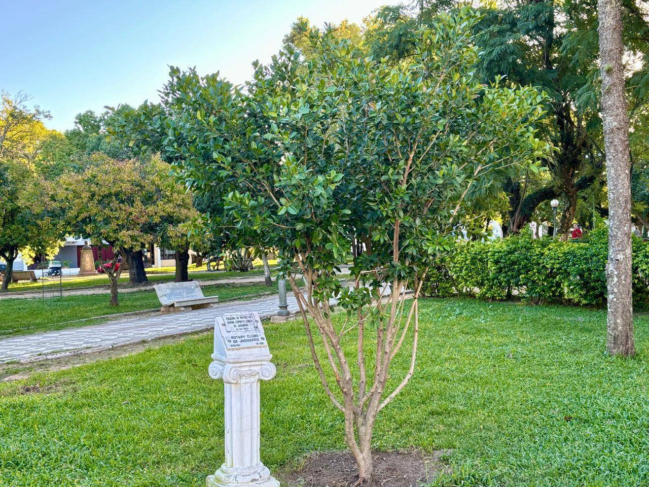 Dia da Terra, árvore plantada pelo RC de Jaguarão.