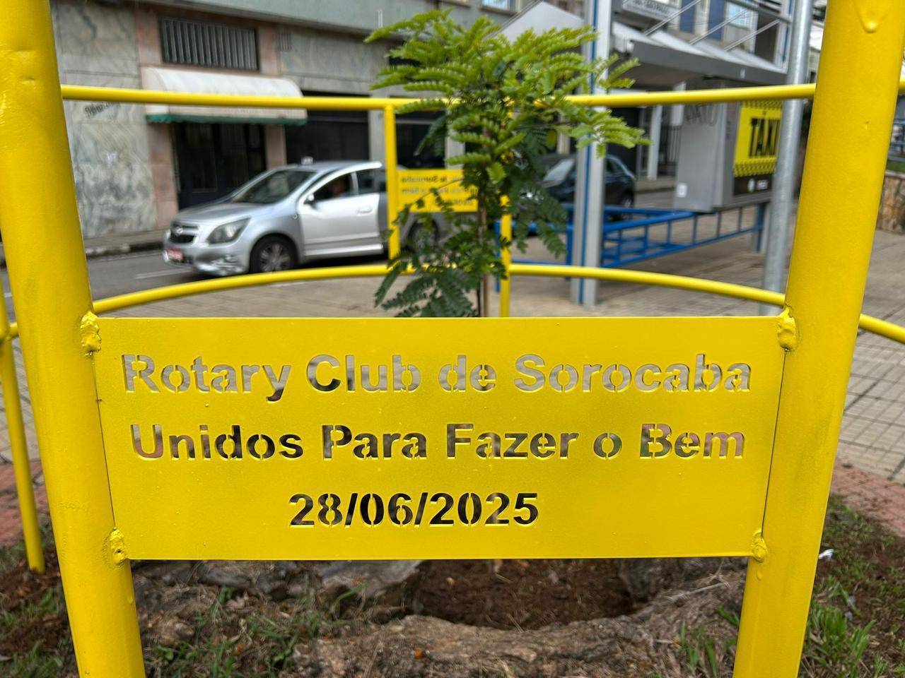 Proteção à Árvore Pau-Brasil - Praça Mosteiro São Bento