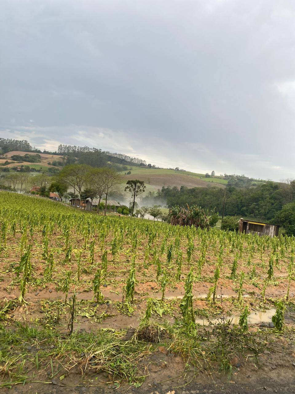 Lavoura atingida pelo granizo em Trombudo Central